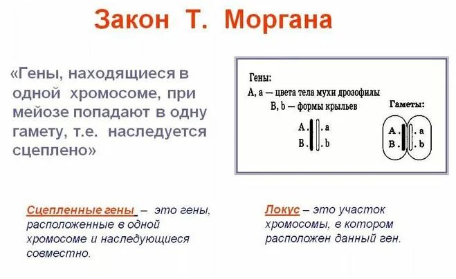 Подтверждена ли цитологическая теория сцепленного наследования. Первый закон Моргана. 1 Закон Моргана биология. Законы Томаса Моргана генетика. Закон т Моргана кратко.