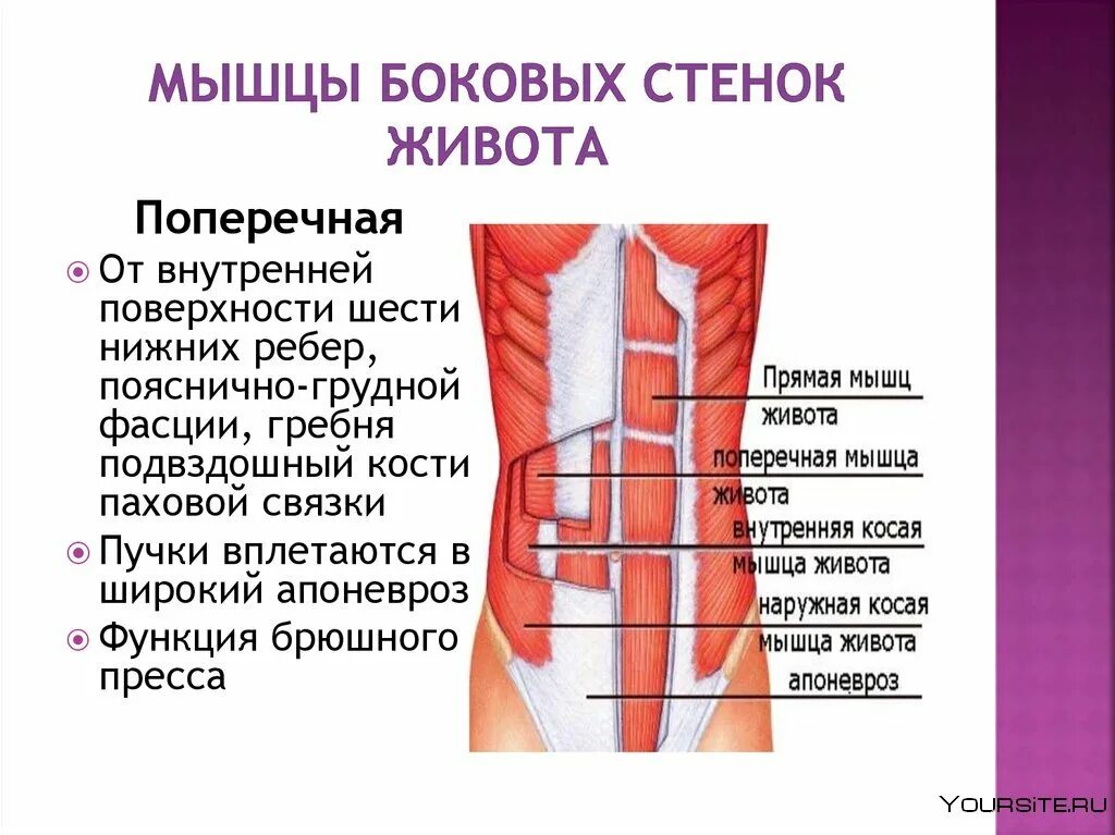 Области на поверхности живота. Анатомия брюшной стенки живота. Мышцы формирующие переднюю стенку живота. Мышца боковой стенки брюшной полости. Мышцы брюшной стенки живота.
