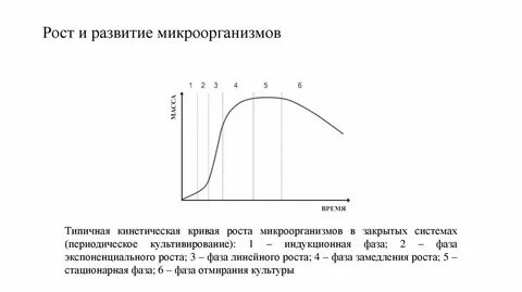 График бактерии