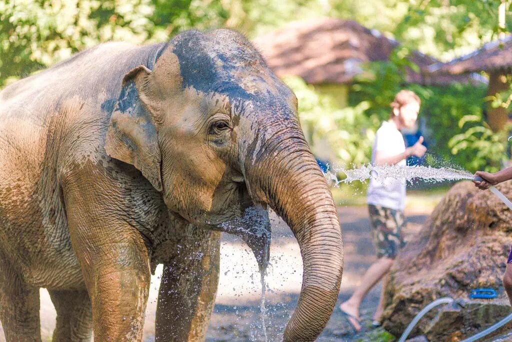 Elephant sanctuary park. Слоновая ферма Пхангнга. Слоны очень умные животные. Слоны очень умные и добрые. Белый слон Таиланд.