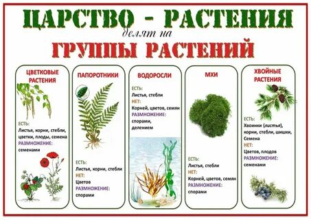 Проекты по биологии растения