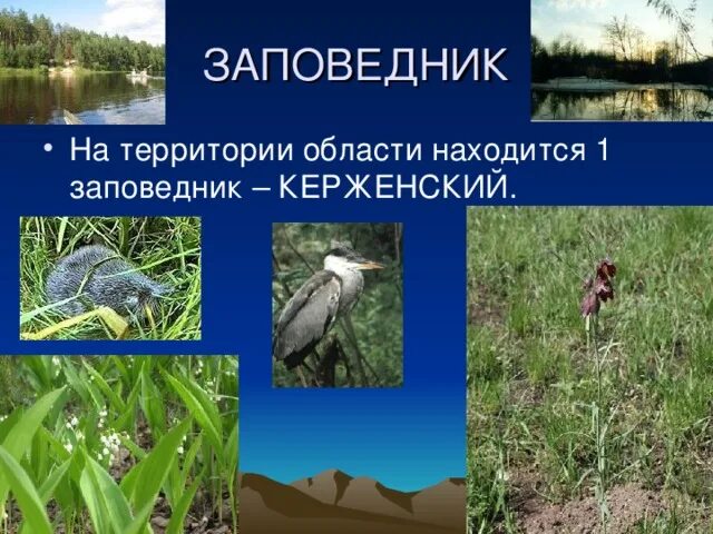 Проект растения нашего края окружающий мир Проект мой край родной 8 класс