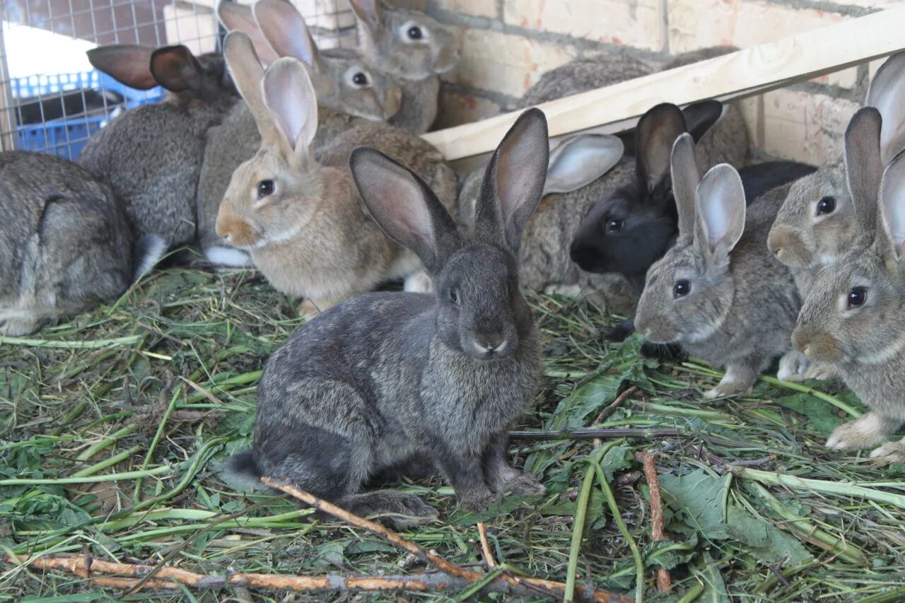 В питомнике живет несколько кроликов разного. Кроль 3 мес серый великан. Кролик великан. Кролики мясных пород. Серый кролик.