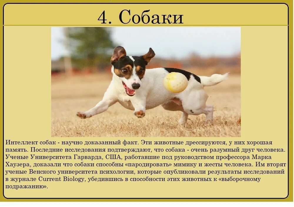 Почему животные умные