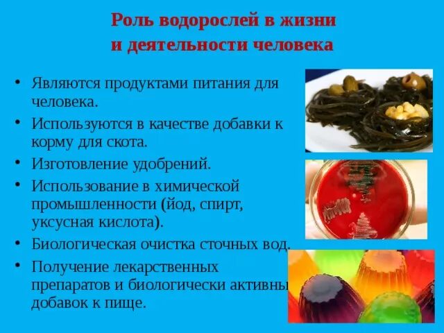 Сообщение о значении водорослей. Роль водорослей для человека. Роль водорослей в природе. Роль водорослей в природе и жизни человека. Роль водорослей в природе и жизни человека 5 класс.