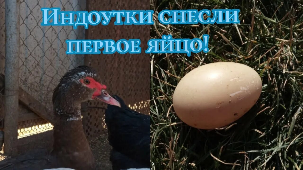 Утки снесли яйцо