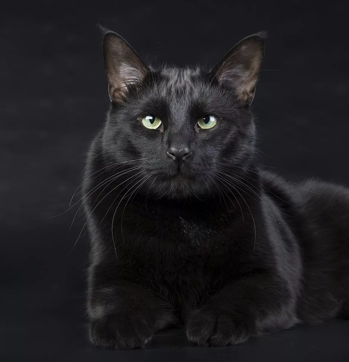 Мейн кун черный. Чёрный кот. Черные коты. Черная кошка порода. Черная кошка россия