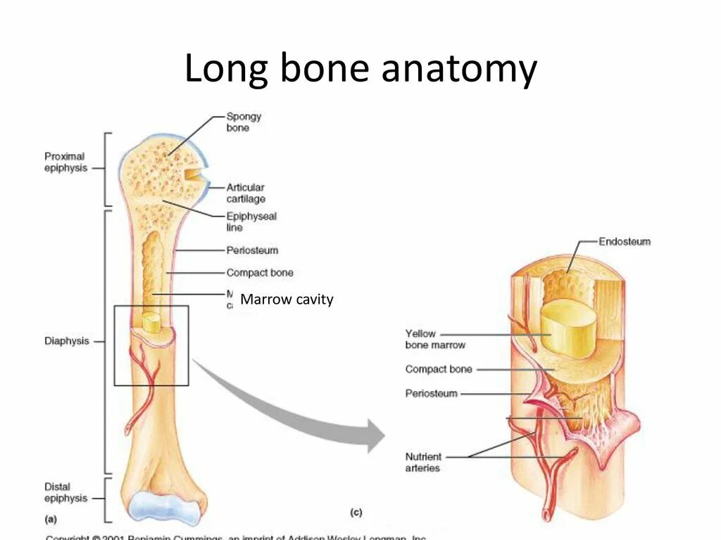Long bone. Эндост строение. Long Bone анатомия. Эндост кости. Трубчатая кость.
