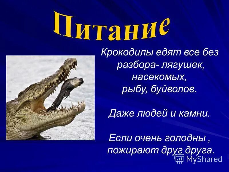 Купить крокодил про. Крокодилы презентация. Доклад про крокодила. Доклад про крокодилов. Крокодил презентация для детей.