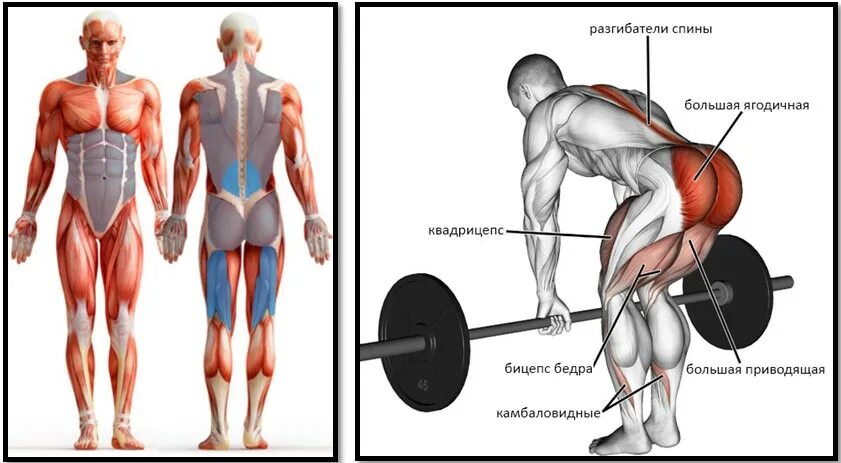 Тяга мышц. Румынская становая тяга мышцы. Становая тяга мышечный атлас. Румынская тяга мышцы задействованы. Румынская тяга на бицепс бедра.