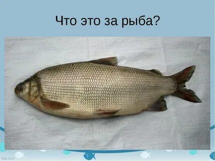 Нельма и муксун