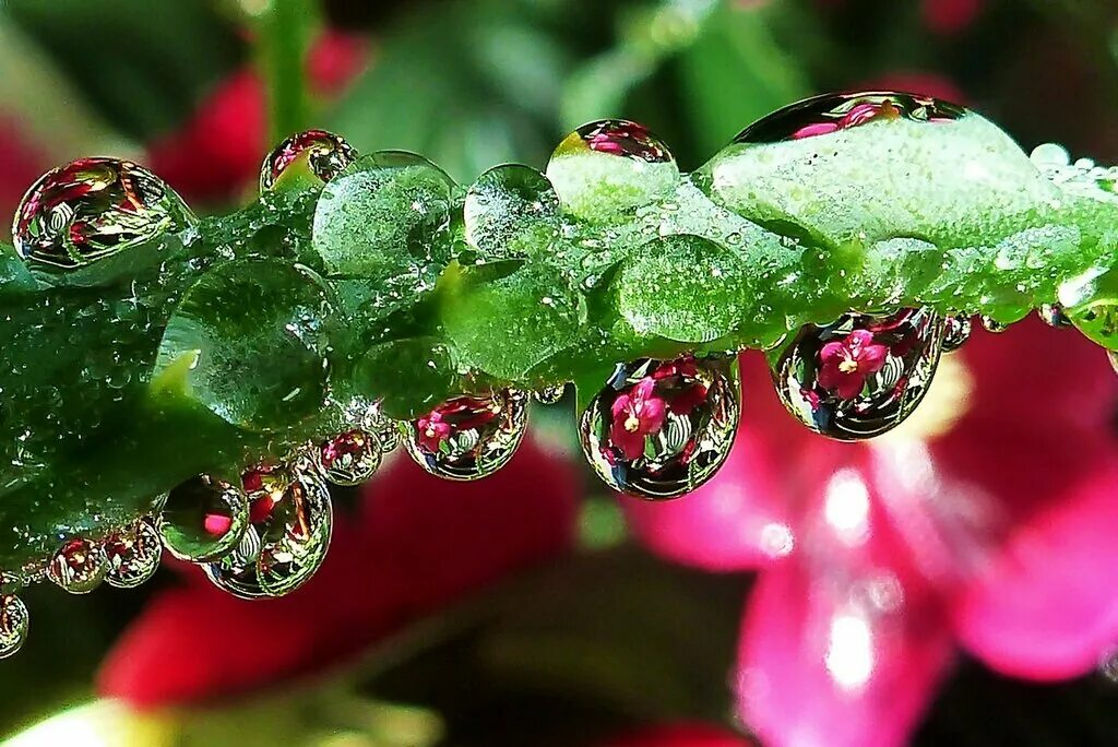 Капля воды. Красивая капля воды. Росу ничего. Росу ничего. Роса на цветах.