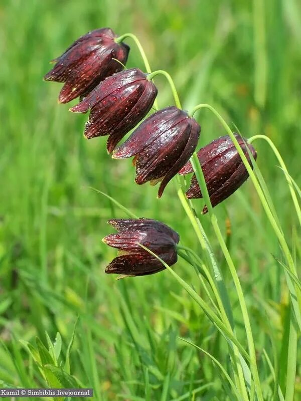 Fritillaria ruthenica. Fritillaria ruthenica. Растения рябчик русский. Рябчик шахматовидный. Растения рябчик русский.