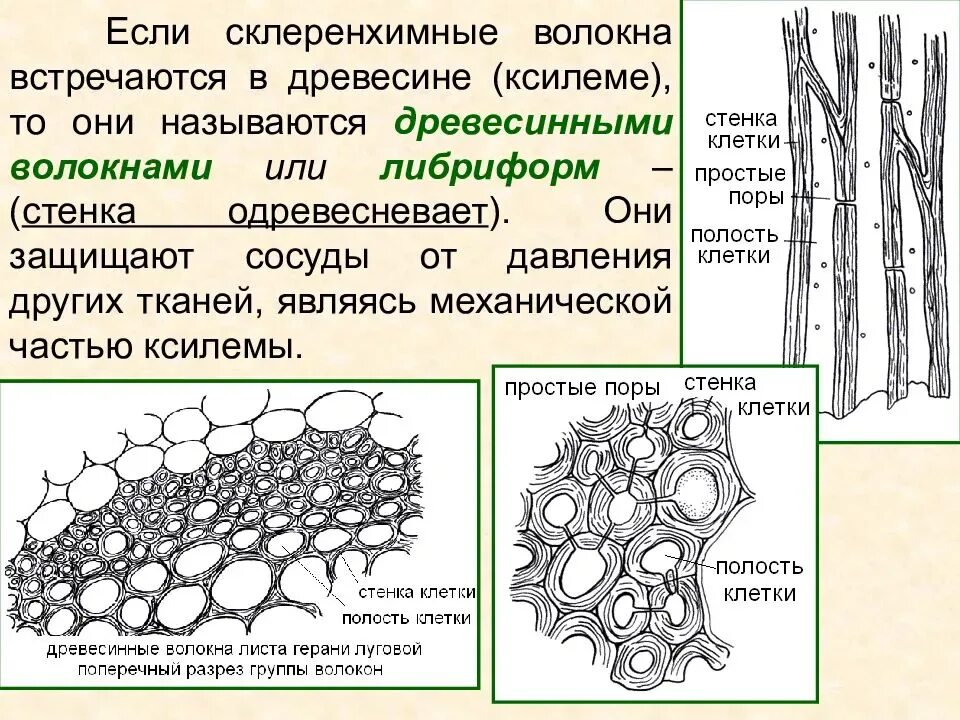 Клетка листа бегонии. Механические ткани колленхима уголковая колленхима пластинчатая. Механическая ткань растений склеренхима. Склеренхима лубяные волокна. Механическая ткань растений колленхима и склеренхима склереиды.