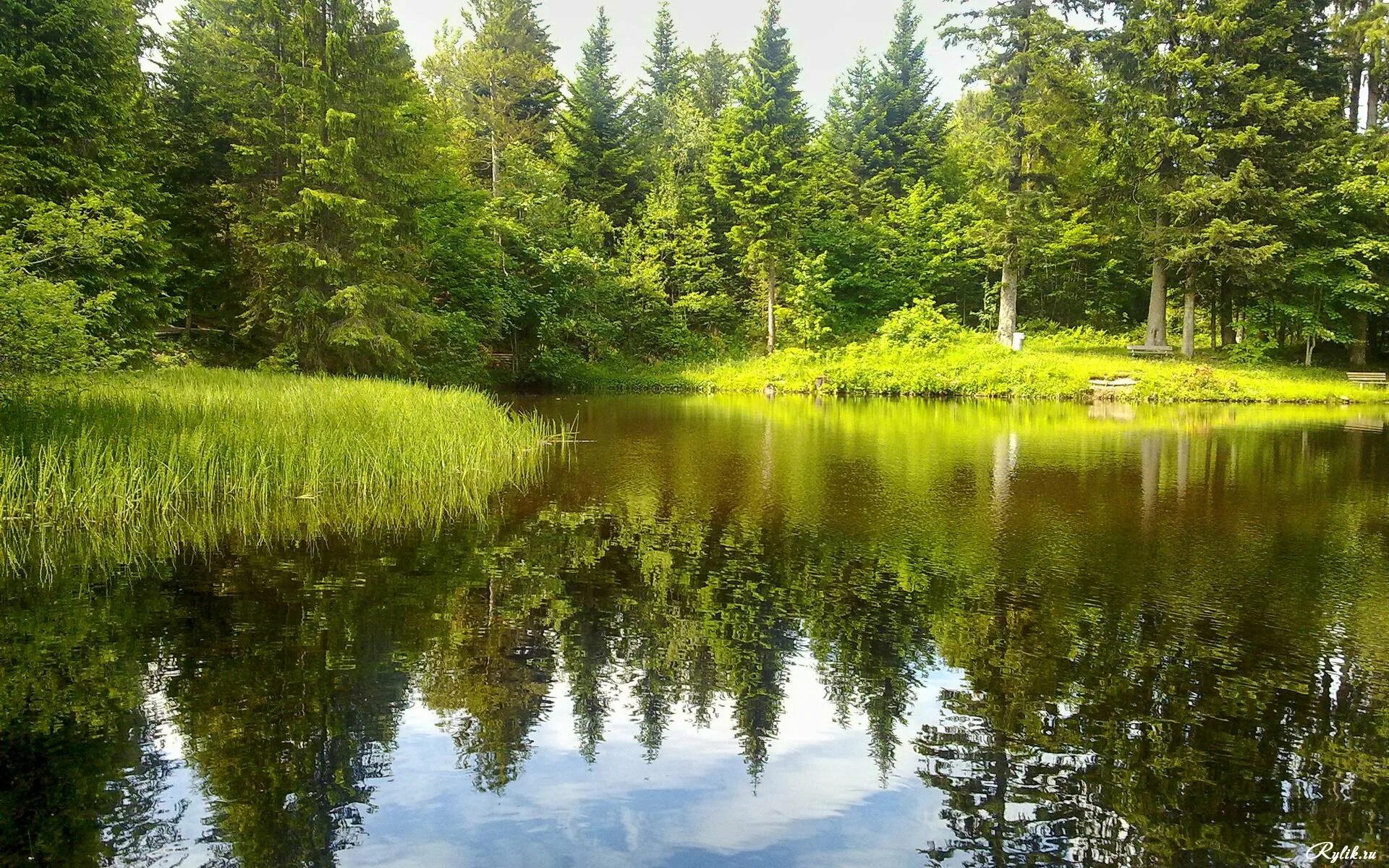 Красивый лес с рекой. Беловежская пуща болота. Хадыженское Лесное озеро. Лесное озеро (Forest Lake). Речка в лесу.