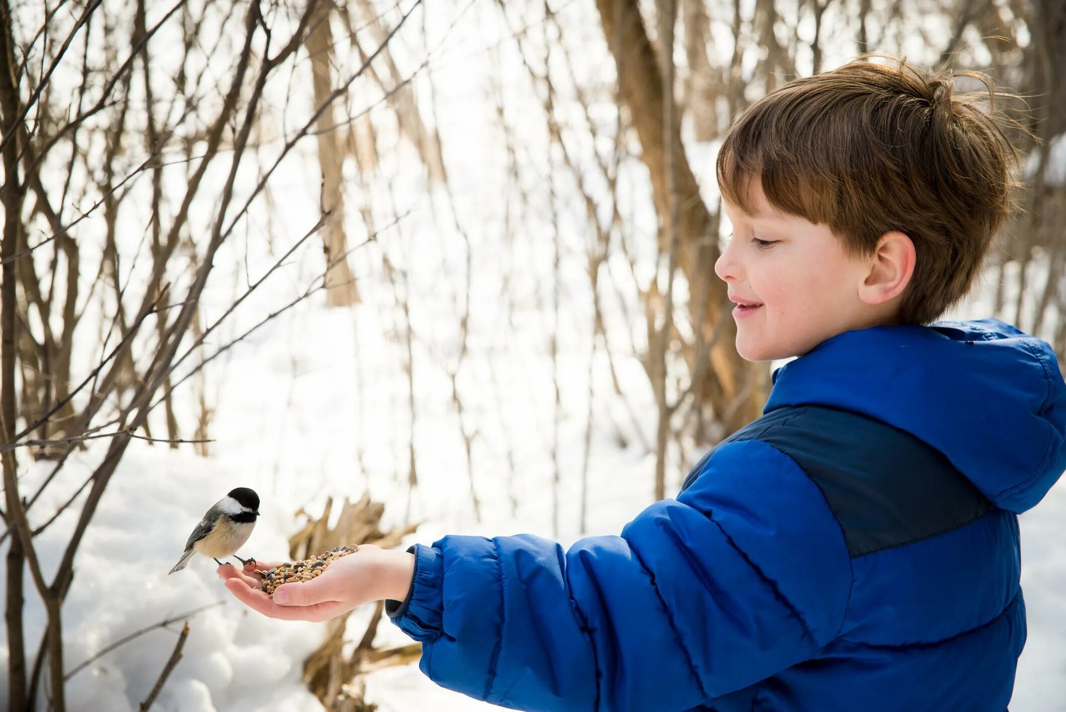 поможем птицам зимой. птицы прилетающие к жилью человека. мальчик и синичка. зимующие птицы для детского сада с названиями. лесная кормушка.
