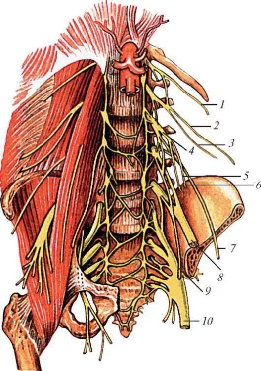 Пояснично-крестцовое сплетение анатомия. Поясничное сплетение нервов анатомия. Крестцовое нервное сплетение анатомия. Нервы поясничного сплетения анатомия.