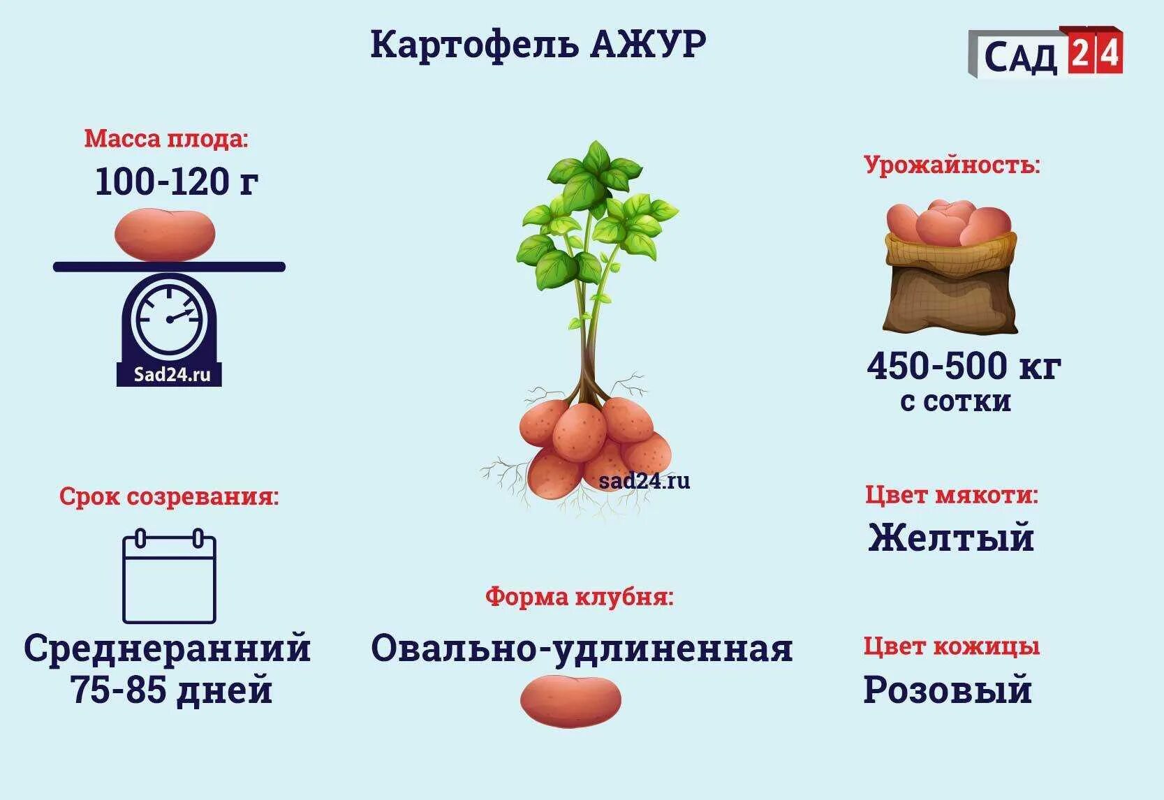 Картофель коллета описание. Сорт Манифест картофель характеристика. Картофель сорт ред леди.