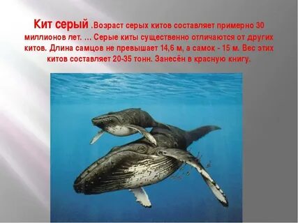 Краснокнижный кит