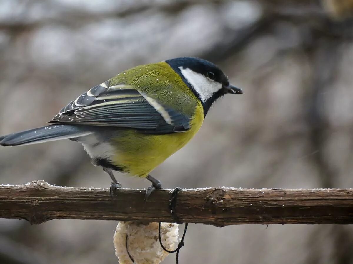 Синичка картинка. Синица Parus Major. Большая синица и синица лазоревка. Лазоревка и большая синица. Синица лазоревка ареал обитания.