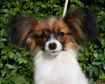 Papillon владикавказ
