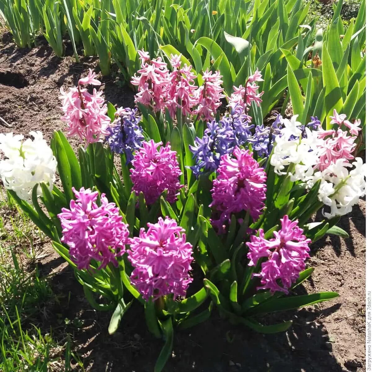 Надо ли выкапывать гиацинты после цветения. Что делать с гиацинтом после цветения. Цветонос у гиацинта. Надо ли выкапывать гиацинты после цветения. Что за ветки после цветения у гиацинта.