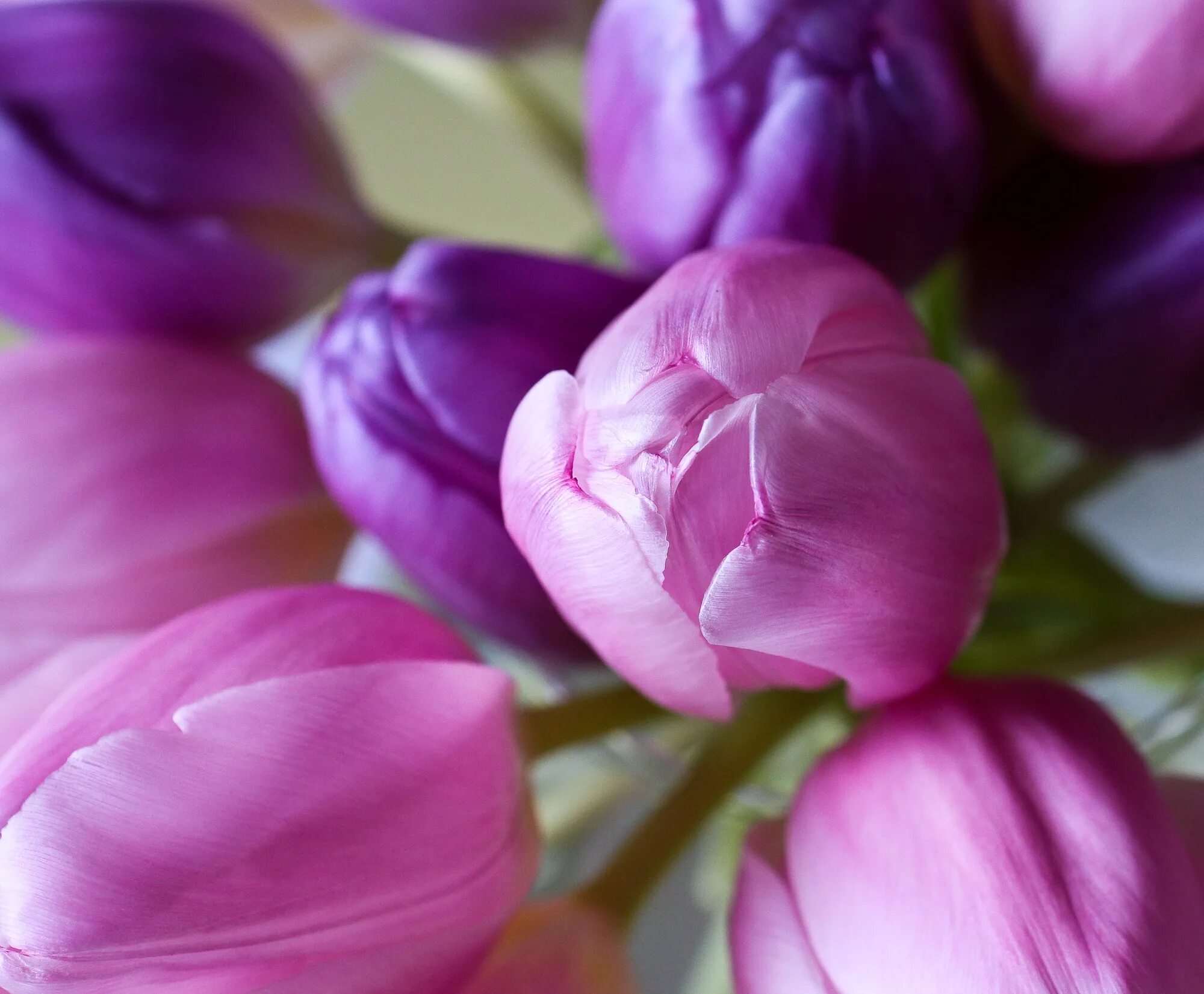 Сиреневые тюльпаны фото. Тюльпан сиреневый. Тюльпан Пурпл букет. Лиловые тюльпаны. Розовые и сиреневые тюльпаны.