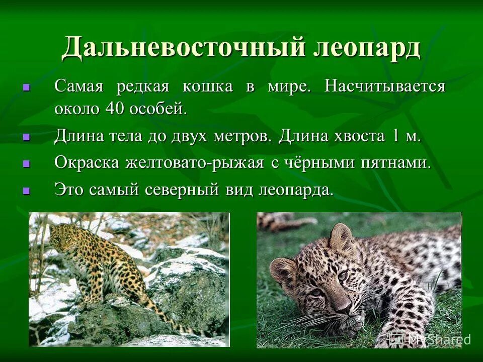 Леопард 2 класс. Танк леопард 2. Леопард 2 класс. Leopard 2a4 танк. Леопард краткое описание.