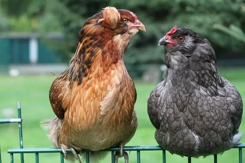 Top 10 black and white chickens ideas and inspiration