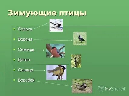 Ворона перелетная птица