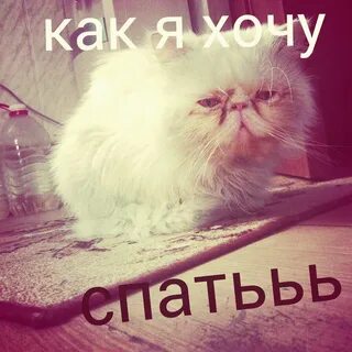 Сплю до последнего