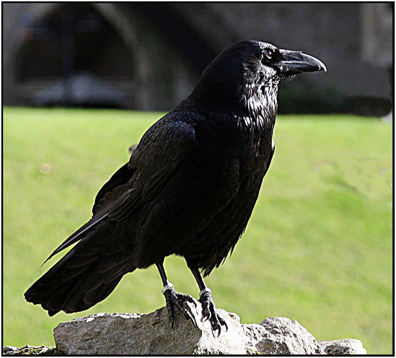 черная ворона дальний восток. черный ворон corvus corax. ворона в сибири. грач каркает. гигантский ворон.