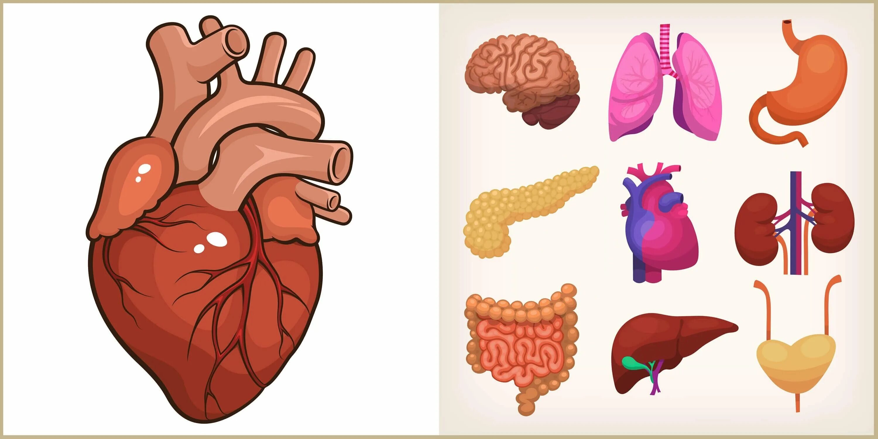 L l organs. Внутренности человека в разрезе. L l organs. L l organs. Анатомия органов.