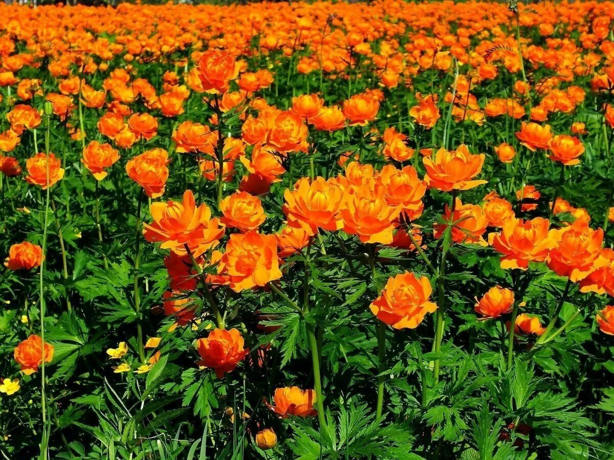 Сибирский жарок. Купальница азиатская (огоньки, жарки). Купальница сибирская. Сибирская купальница жарки. Купальница алтайская.