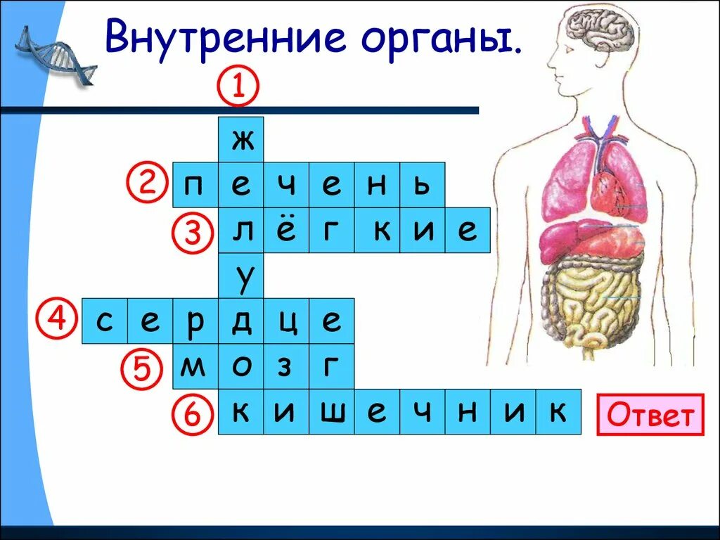 Кроссворд на слово организм. Внутренние органы. Внутренние органы человека. Кроссворды внутренних органов человека для детей. Внутренние органы человека 2 класс.