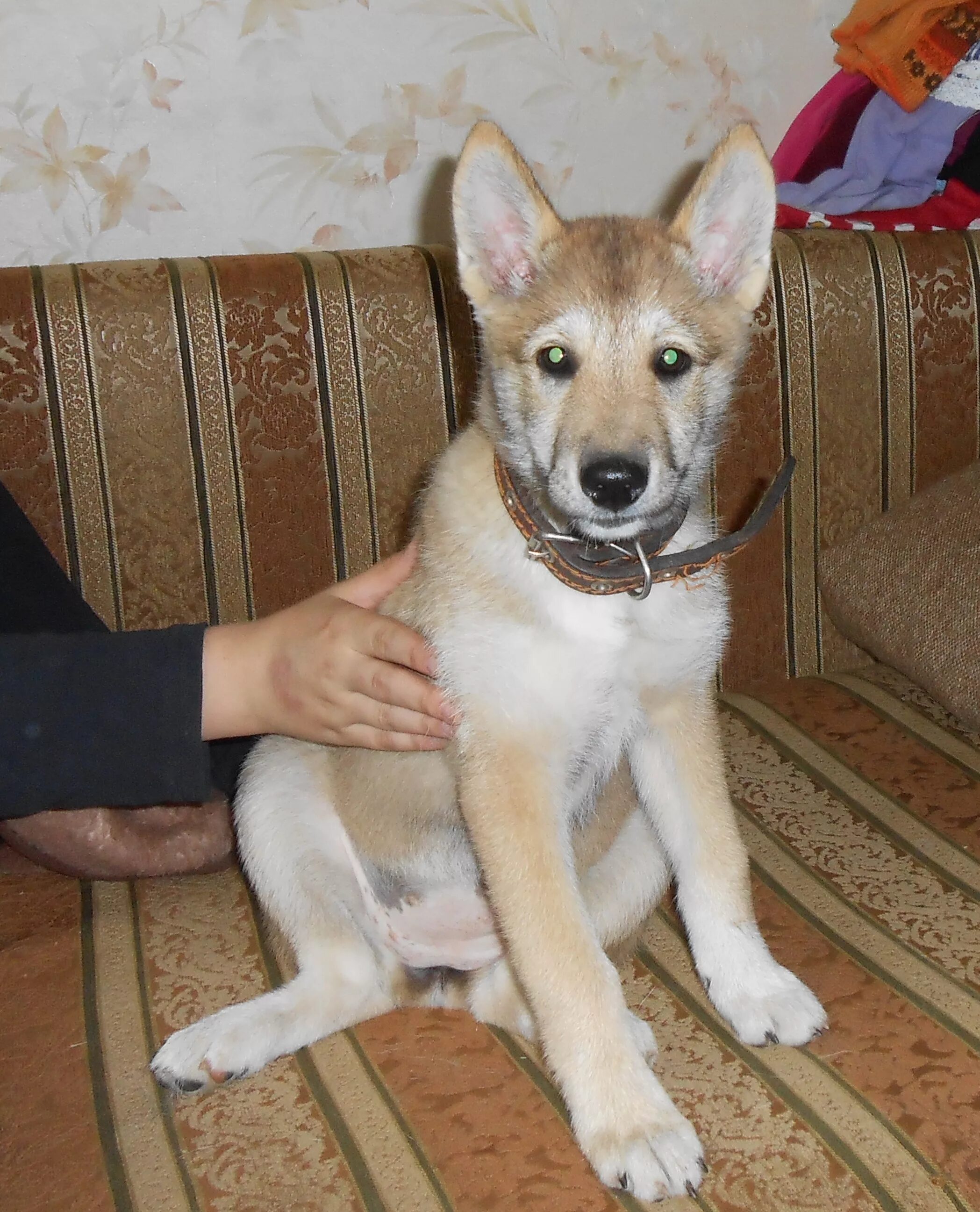 3 лайка. ЗСЛ лайка 4 месяца. Щенок Западно сибирской лайки 4 месяца. Западносибирская лайка 4 мнсяца. Западносибирская лайка 4 месяца.