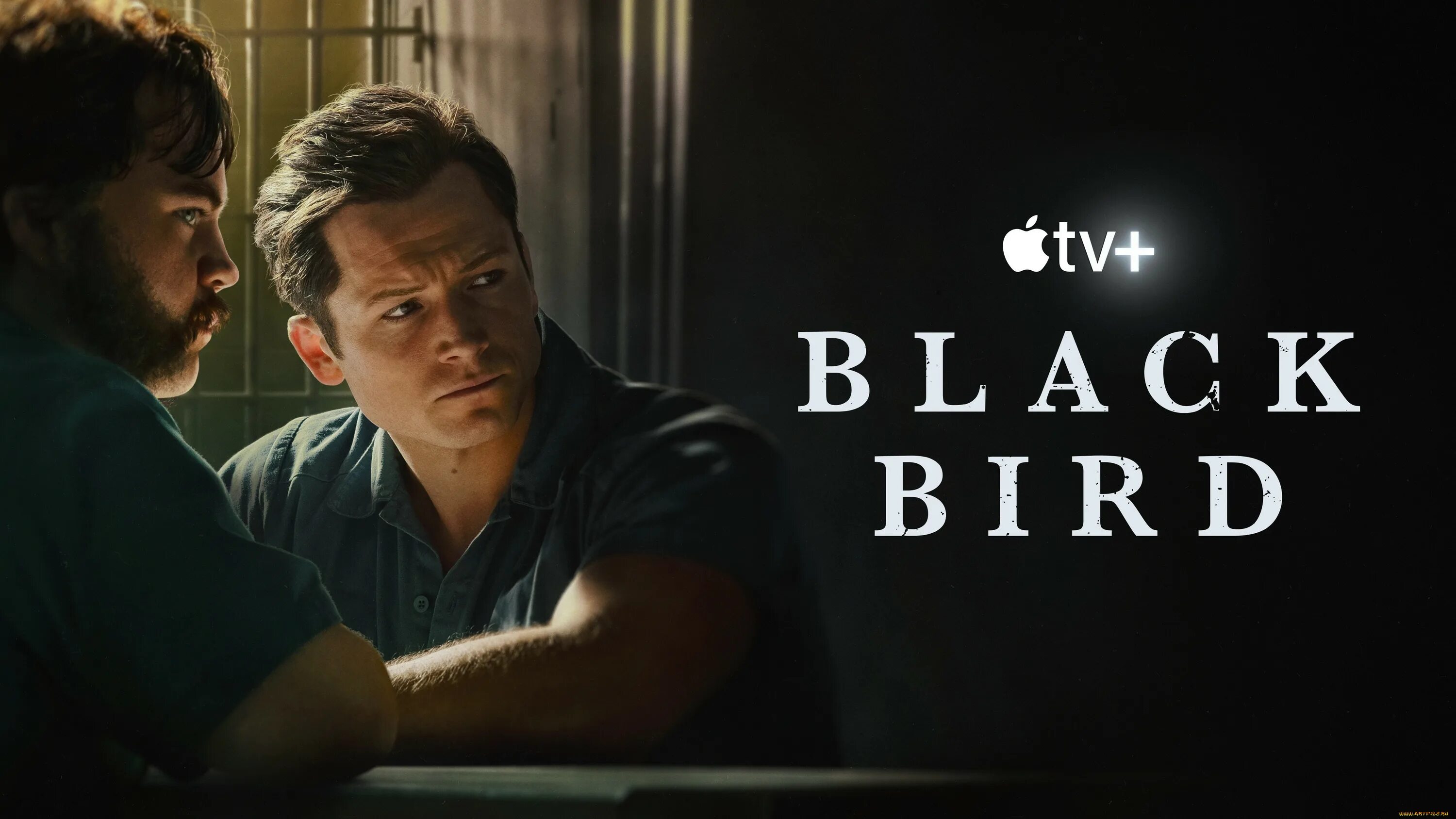 Клюв скворца. Black bird s. Дрозд с желтым клювом. Маленькие черные птички с желтым клювом. Black bird s.