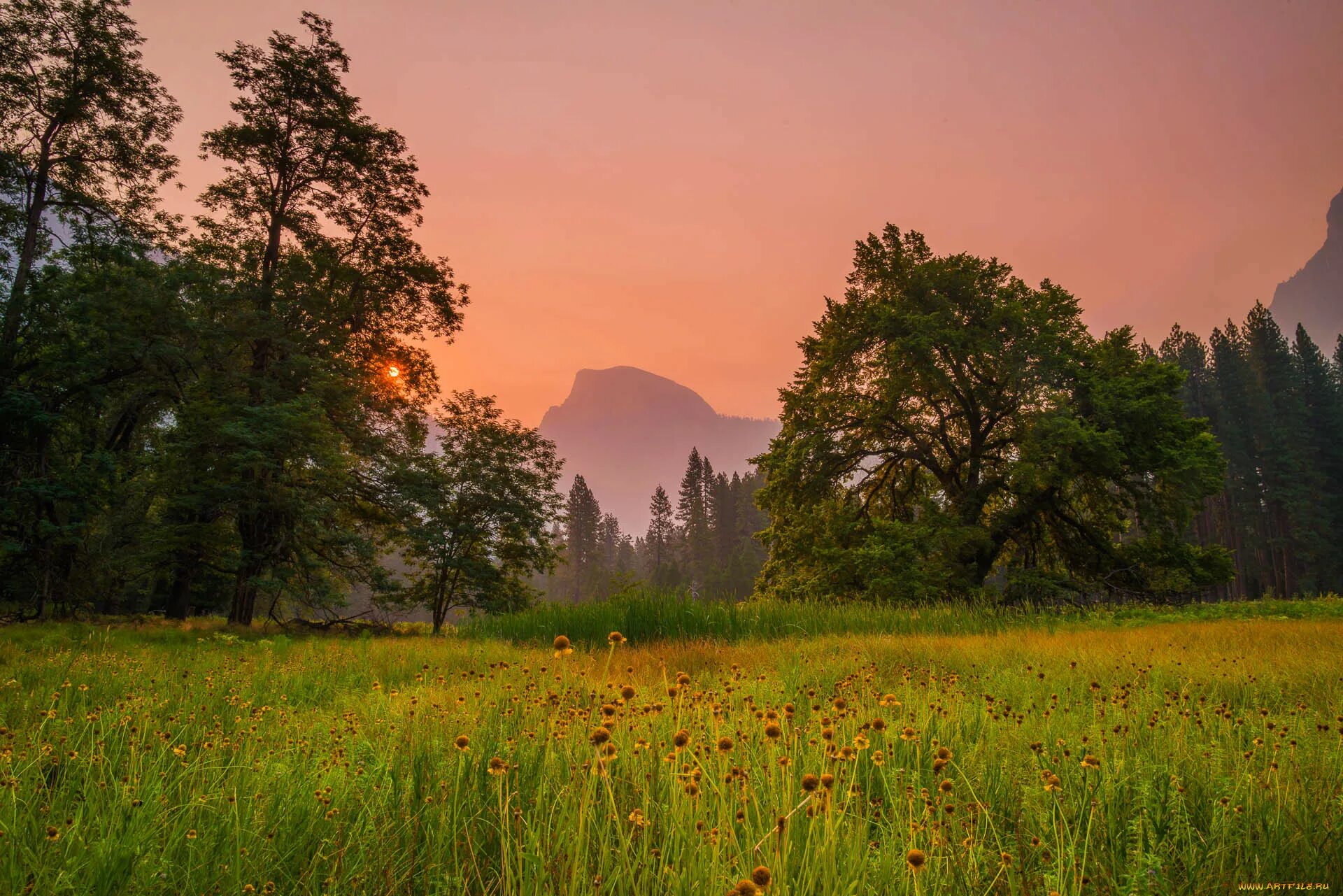 Луг среди леса. Зеленые луга. Полянка в лесу. Луг среди леса. Природа поляна.