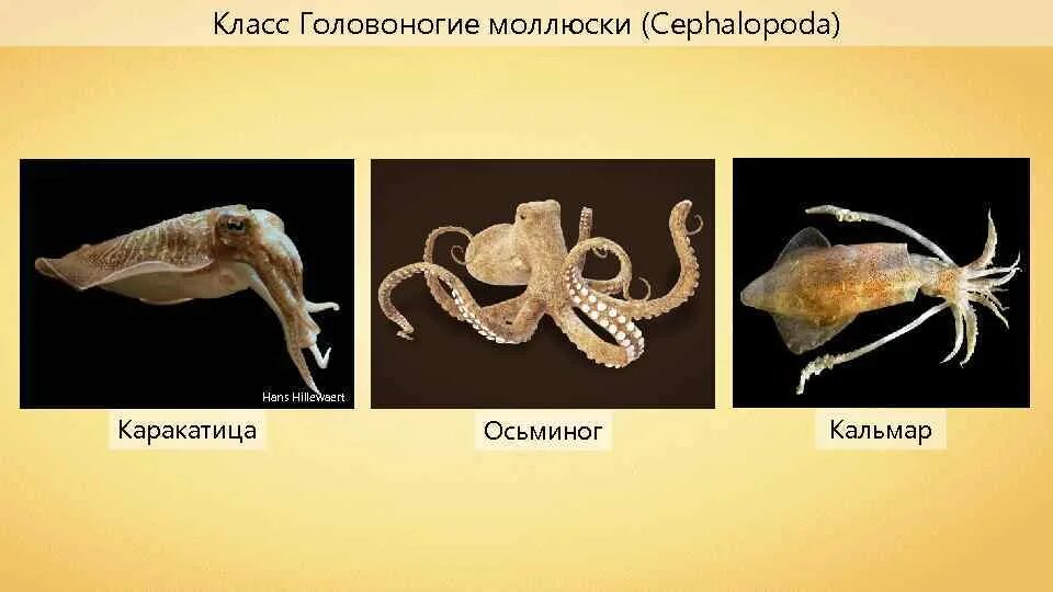 Кальмар и осьминог отличие. Класс головоногие моллюски представители. класс головоногие кальмары. животное, которое относят к классу головоногие моллюски. раковина головоногих.