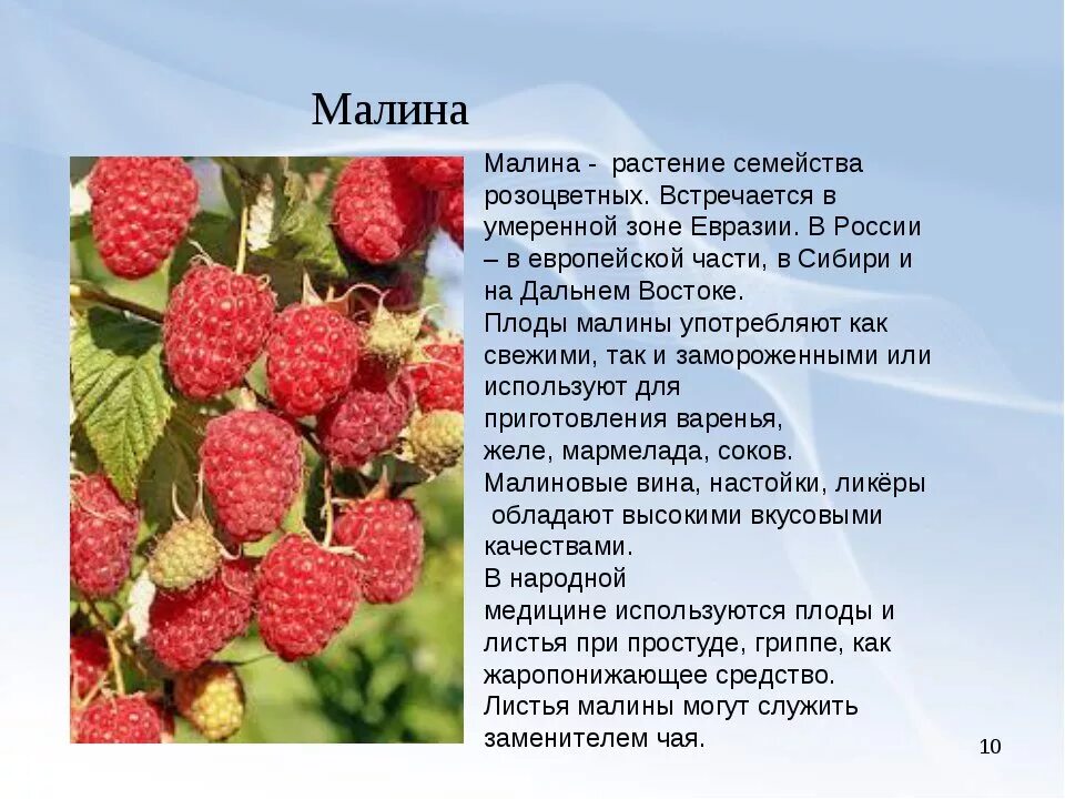 Цветет малина текст. Информация о Малине. Рассказ о Малине. Малина описание. Малина краткое описание.