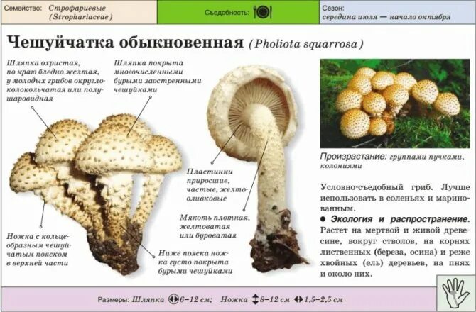 Чешуйчатка золотистая (королевский опенок): как выглядит и где растет гриб, отли