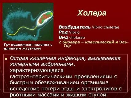 Известно что холерный вибрион вид подвижных