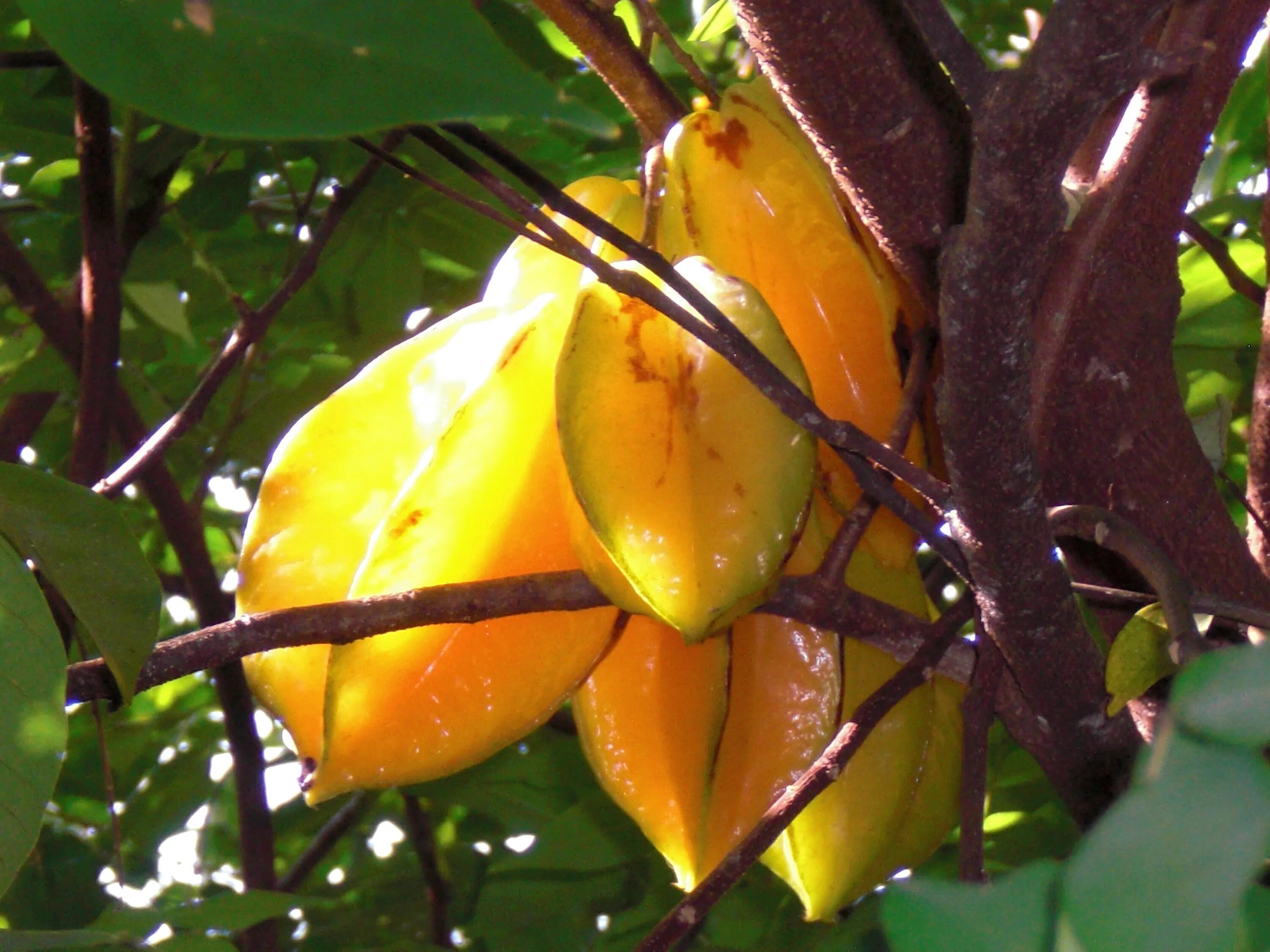 Карамбола valley. Карамбола цветение. Карамбола valley. Карамбола valley. Карамбола кембанган.
