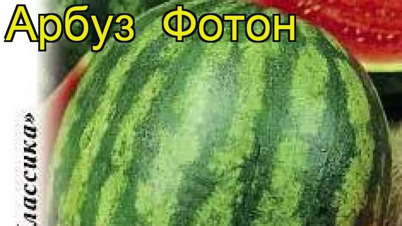 Арбуз сорт фотон. Арбуз фотон. арбуз фотон описание. семечки арбуза фотон. арбуз фотон фото.