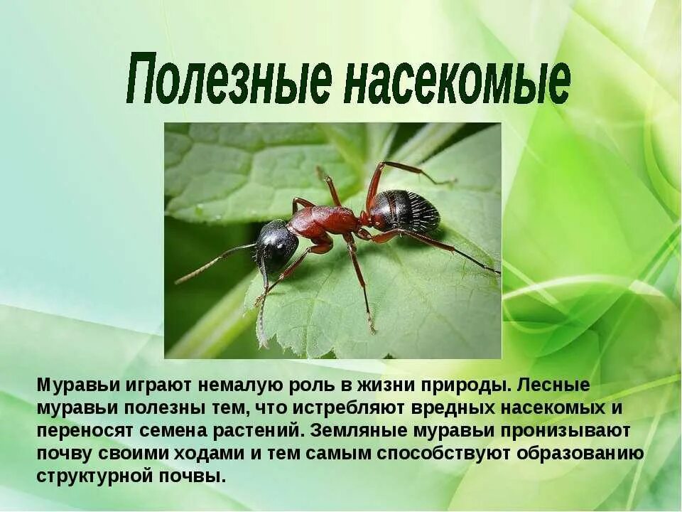 Образ жизни насекомых. Полезные насекомые. Полезные насекомые для человека. Полезные и вредные насекомые. Доклад про полезное насекомые.