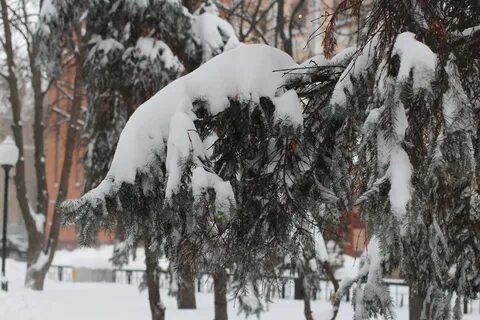 Когда похолодает в воронеже