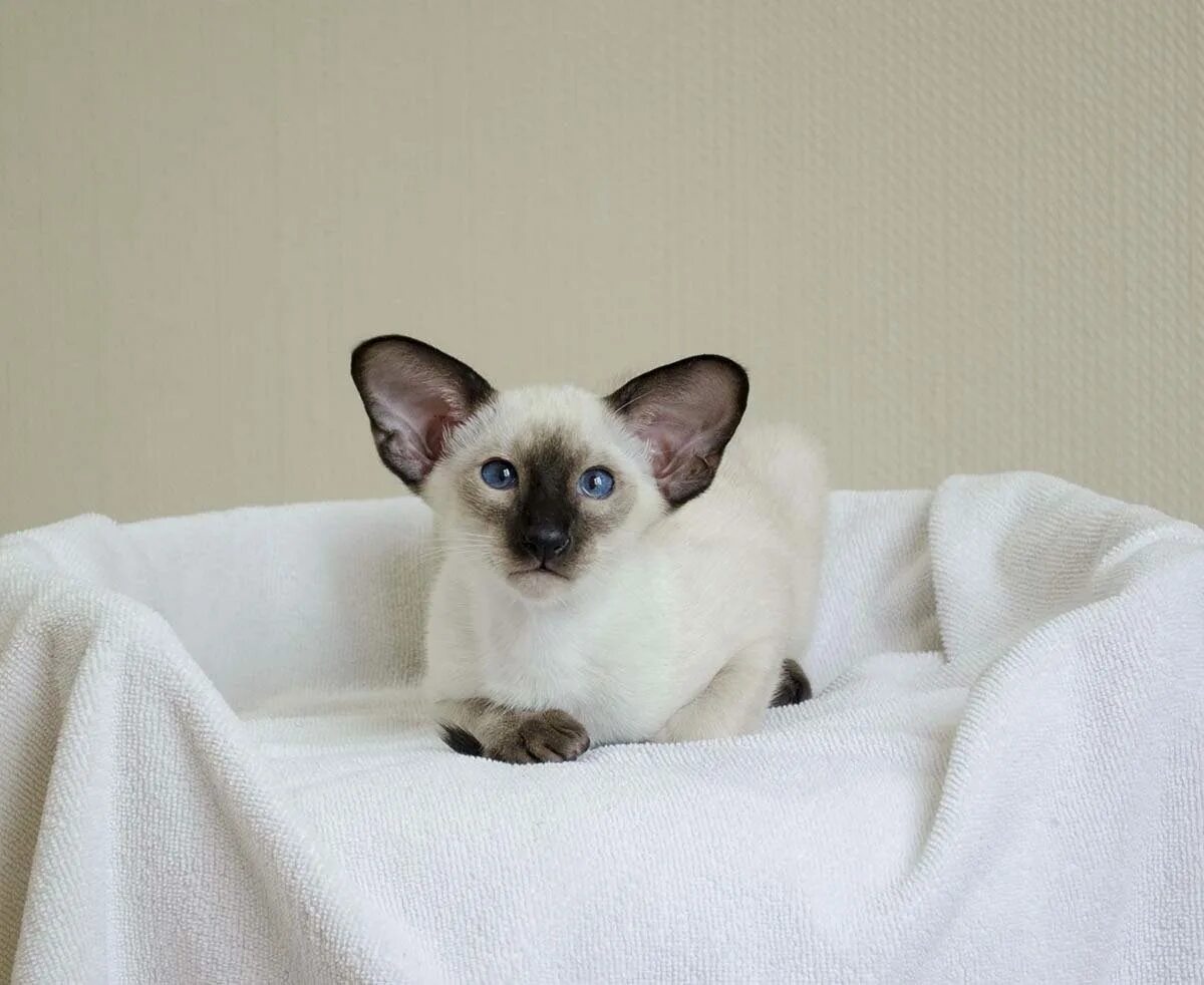 Сиамская кошка Блю-Пойнт. Сиамская кошка Ориентал. Сиамская кошка сил-Пойнт. Тайская кошка торти поинт. Сиамская кошка длинная