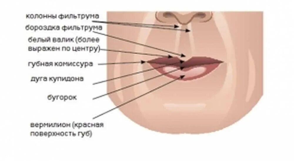 Части губ рта. Красная кайма губ анатомия. Строение губ. Внутреннее строение губ. Структура губ человека.