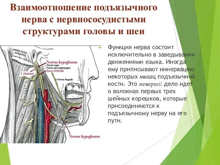 Подъязычный нерв функции. Подъязычный нерв схема пути. ветви подъязычного нерва анатомия. подъязычный нерв иннервирует схема.