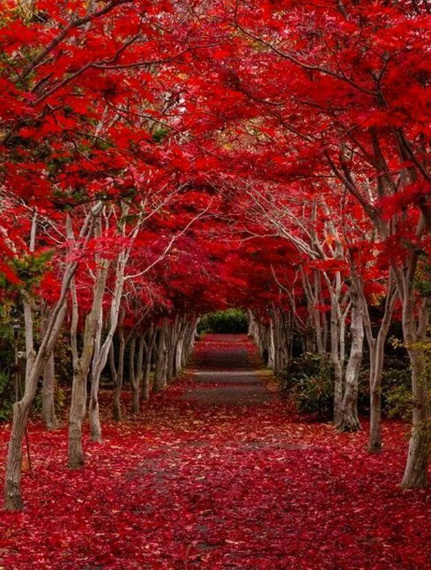 Panjin Red Beach, China Red beach, Beautiful places on earth, Most beautiful pla